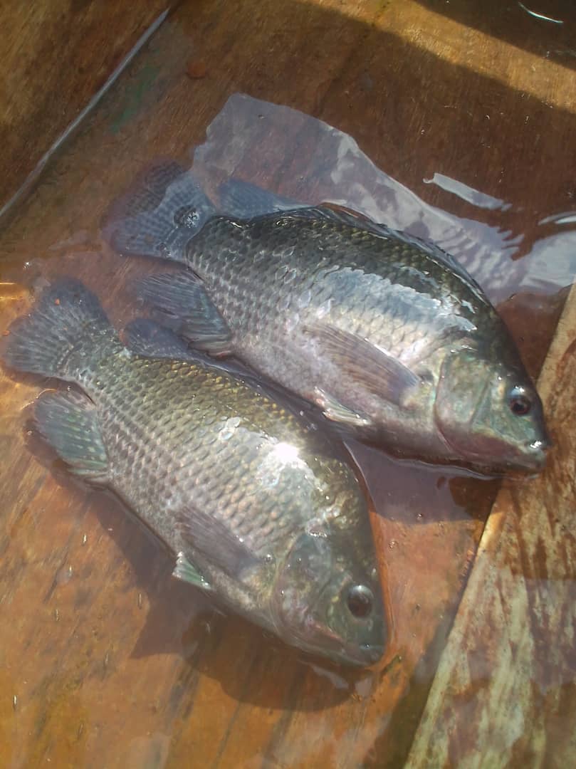 raldollo's tweet photo. Happy international fisheries day. We at Lake Bisina, Kumi District are trying our best @FrankTumwebazek @HellenAdoa @MAAIF_Uganda @KagutaMuseveni @Mukulaa @NRMOnline https://t.co/2LDeXLpFAO
