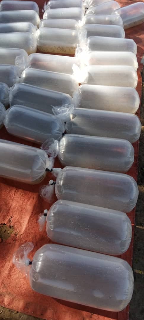 raldollo's tweet photo. Happy international fisheries day. We at Lake Bisina, Kumi District are trying our best @FrankTumwebazek @HellenAdoa @MAAIF_Uganda @KagutaMuseveni @Mukulaa @NRMOnline https://t.co/2LDeXLpFAO