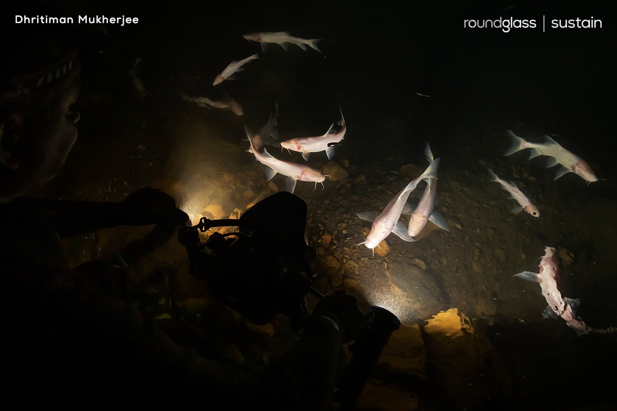 RGSustain1's tweet photo. Discovered in 2019, the #Umladaw’s blind fish is the world's largest blind fish. It grows upto 40cm and has strange features like the lack of eyes and skin pigmentation.

 Read about it here: https://t.co/HComnhvXTy

Text: Divya Candade

#caves #meghalaya #kremumladaw #blindfish https://t.co/0v0bqVGuFe
