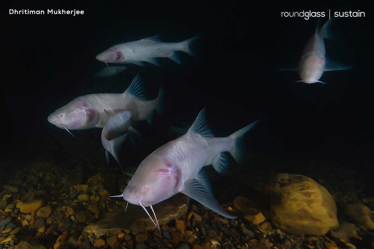 RGSustain1's tweet photo. Discovered in 2019, the #Umladaw’s blind fish is the world's largest blind fish. It grows upto 40cm and has strange features like the lack of eyes and skin pigmentation.

 Read about it here: https://t.co/HComnhvXTy

Text: Divya Candade

#caves #meghalaya #kremumladaw #blindfish https://t.co/0v0bqVGuFe