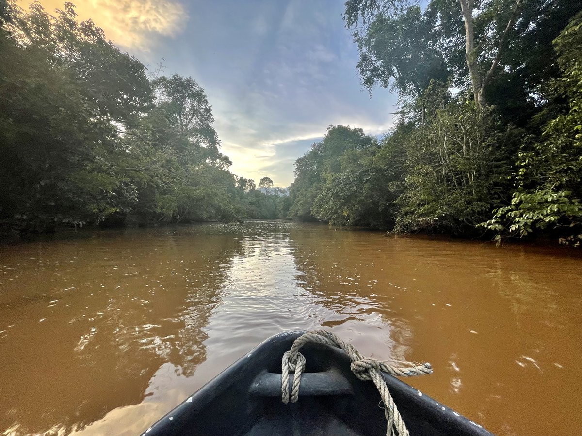 DeniFABRE's tweet photo. What a day in the rainforest, finally reaching Kinabatangan after a long trip! Working on an innovative project #TrailsProject for studying #lightinterception and #photosynthesis through land cover change, #biodiversity and #climatechange using sensors from @LICOR_ENV. https://t.co/vfCtJ8Lhfy
