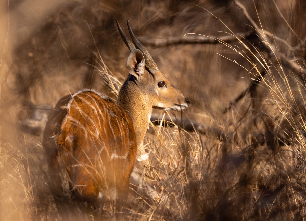 Is Yankari Game Reserve in Bauchi State the best place in #Nigeria to see charismatic wildlife species? Protection of the reserve has been supported by @TheWCS since 2014 and now blessed with additional funds from @USAIDNigeria 📷by Adedotun Ajibade