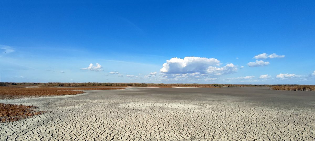 RewildingDD's tweet photo. This year was extremely dry and the Danube lakes were nearly completely dry. ☀️🌵
it is a #NaturalProcess that happens once every decade and allows compacting the bottom of the lake and cleaning it. The aquatic wildlife is well adapted to this cycle.💧
📷 Oleg Dyakov https://t.co/jatQOOEwtZ