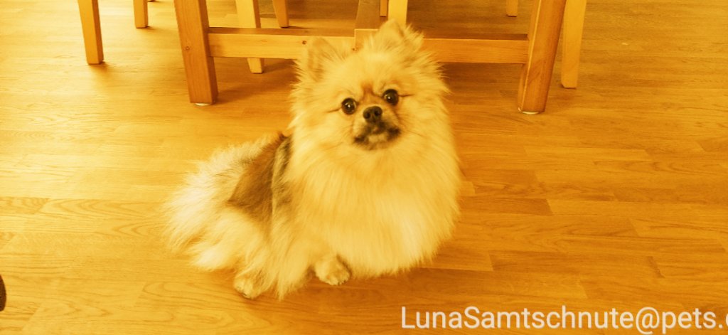 Mastodon -> Twitter Crosspost Test.
Mit ganz viel Text und Bild um zu schauen was bei Twitter ankommt. 
pets.contact
Hier kann ich ja 500 Zeichen und 4 Bilder nutzen.

#MastodonRudel
#FediRudel
#DogsOfMastodon
#FediDogs… pets.contact/@LunaSamtschnu…