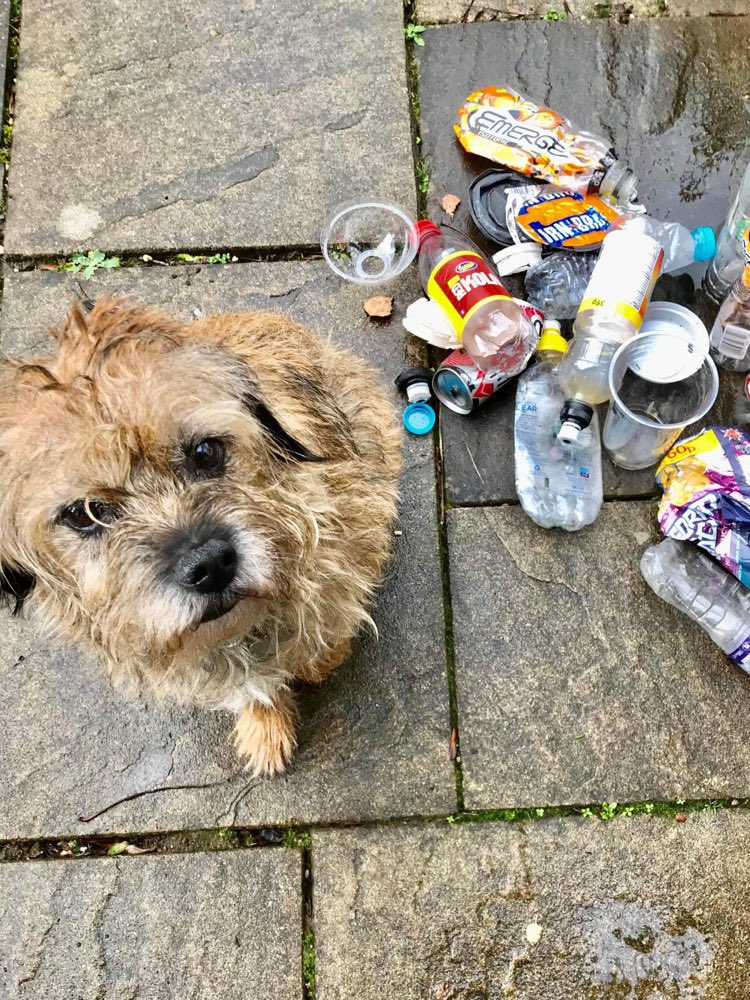 pawsonplastic's tweet photo. By taking the simple, positive action of picking up a few bits of #litter on walks, the #pawsonplastic community is removing over 30 million pieces of litter every year from our streets, beaches, parks & countryside.
So simple, so effective. Join us! #dogsoftwitter #btsquad https://t.co/EYQlbAdUfc
