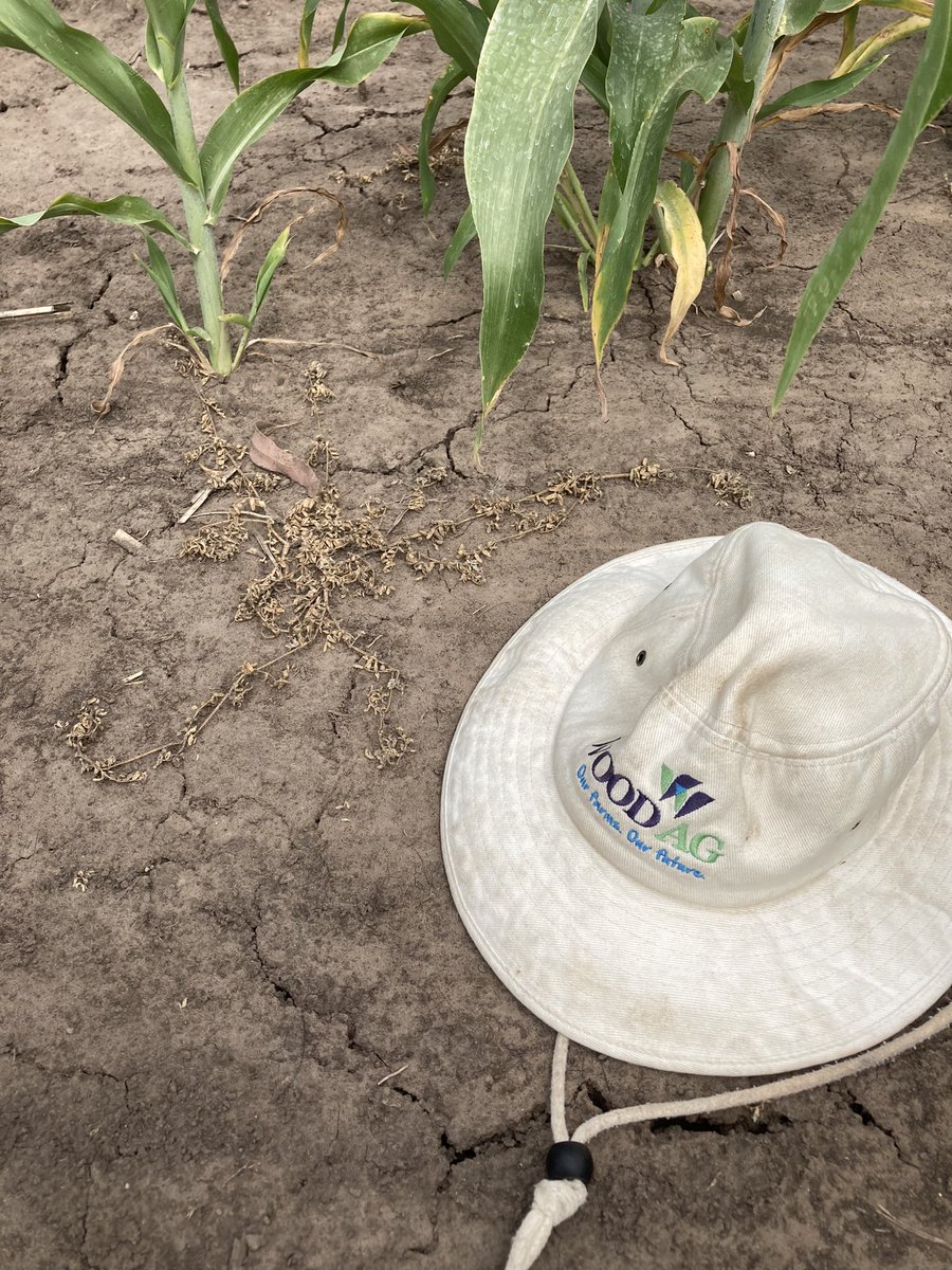 <a href="/DanDixon_Ag/">Dan Dixon</a> Gesaprim Starane Adv Ubenique 12 DAS. 👌