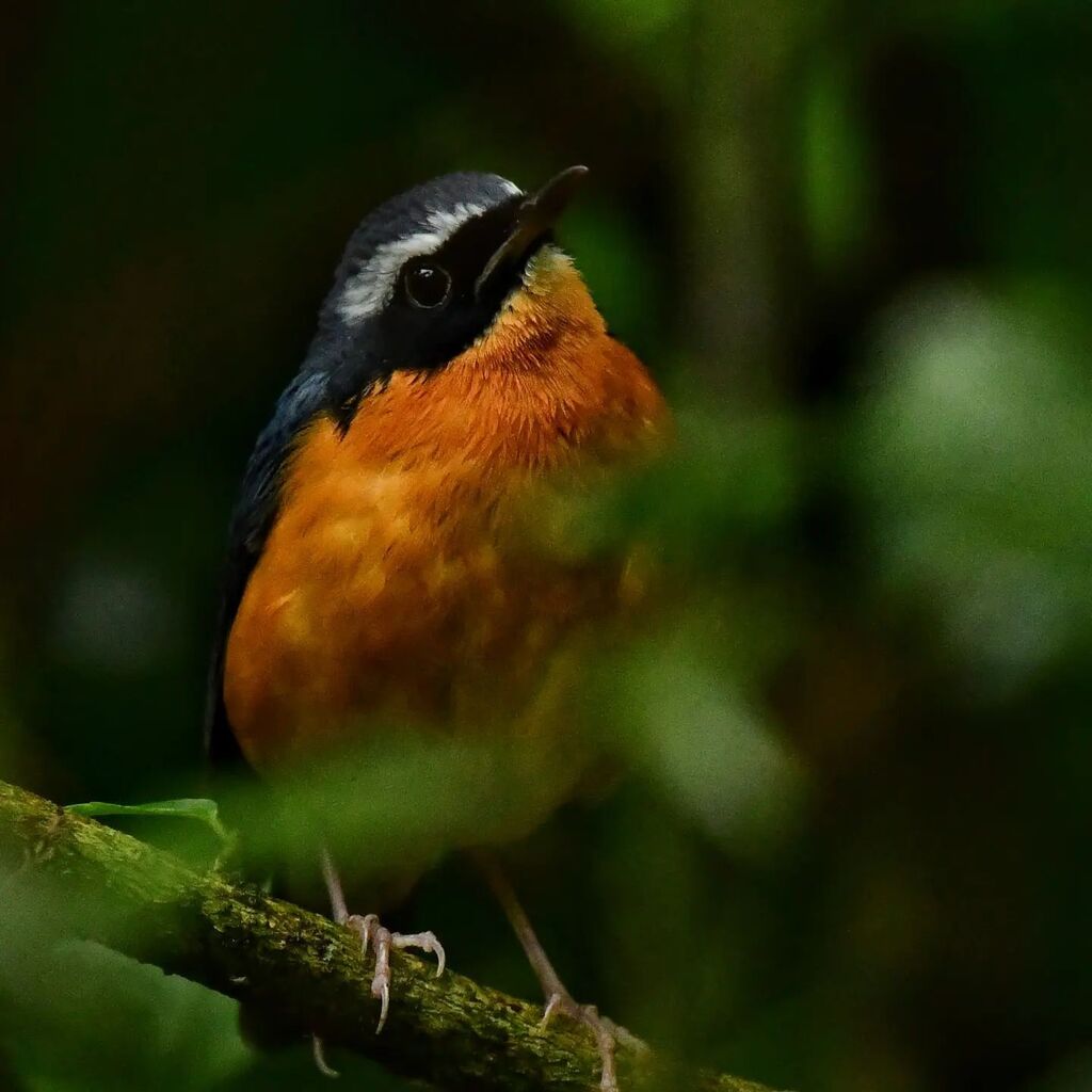 hitchwriter's tweet photo. The Indian blue robin, it breeds from Eastern Afghanistan to the eastern Himalayas! Comes down to Kerala for wintering! We spotted it there!
#indiaves #birdwatching #westernghats #keralatourism #migration #indianbluerobin #birdingornothing #wildlife_conservation_official #… https://t.co/IaiuqvKG11