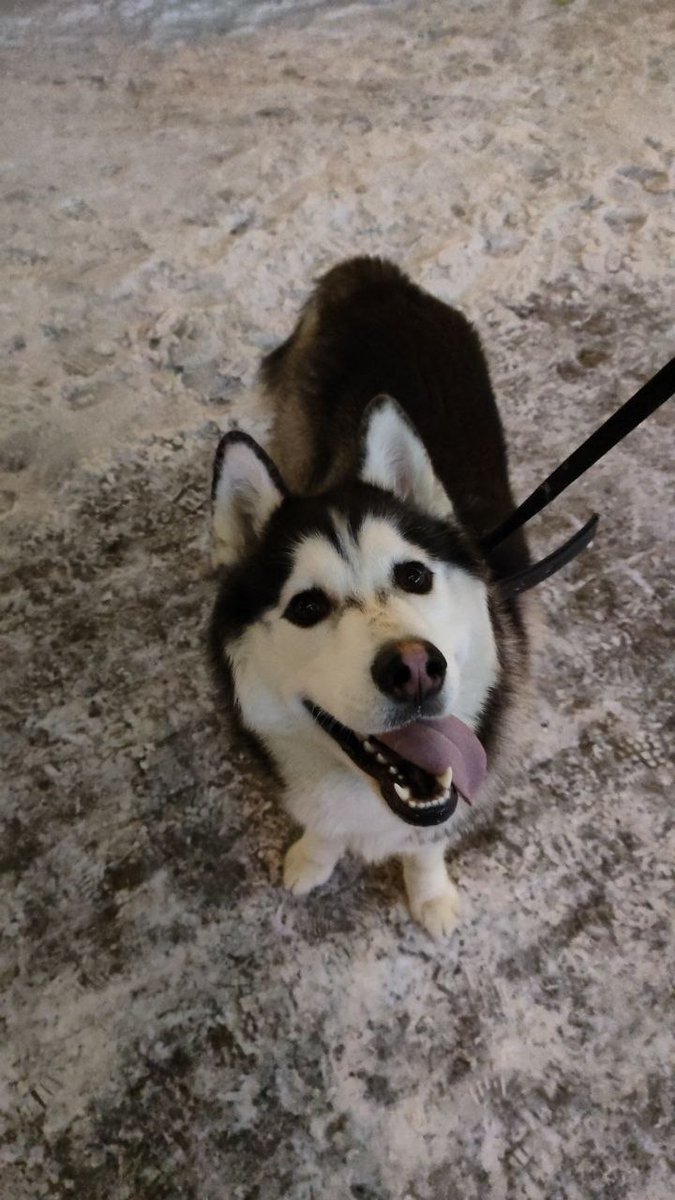 Thelifeofahuski's tweet photo. Hello, my name is Kasper, I am 2 years old.
Here I will tell and show what happened and is happening to me in my life.
I am in the past. I am now https://t.co/Z2zqaMjlEq