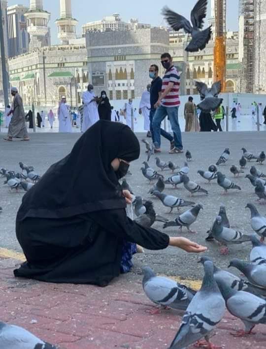 عبدالكريم النغيمشي on Twitter: "معلومات عن حمام الحرم اصل حمام الحرم من الحمامتين اللتين عششتا على باب الغار اثناء هجره الرسول صل الله عليه وآله وسلم فكان جزاؤهما ان يعيشاهما وذريتهما آمنين