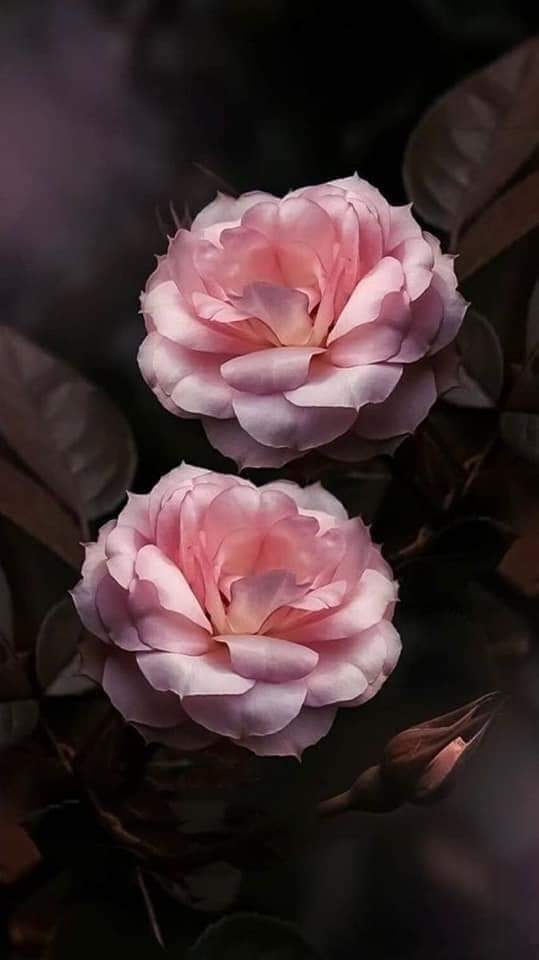 ⚘اطياف راحله⚘ tweet media