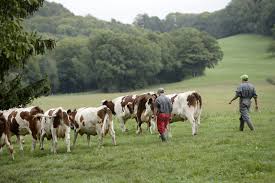 BandolCityGang's tweet photo. @DansArnoYaRN Allez allez on rentre dans la vaxibergerie mon cicciobello 🐮🐮🕧 https://t.co/oYnn4HdVZg