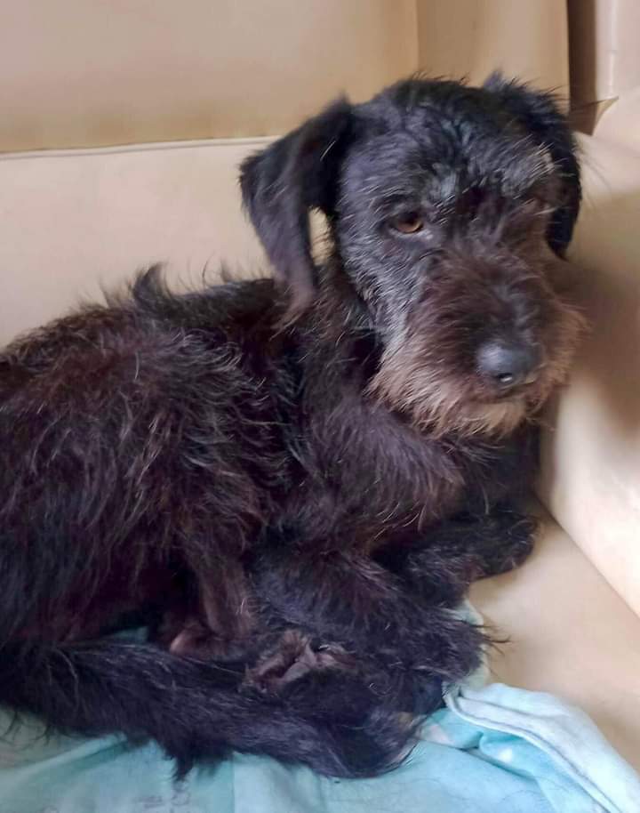 robahiana's tweet photo. INCREÍBLE QUE NADIE LA QUIERA ADOPTAR. Es una barbincha muy dulce pero está muy triste. Se lleva con perros y gatos, no llega a 10k, 2 años, castrada y vacunada, está en Ciudad Evita y se lleva a domicilio, ayudame DF a Pelusita! https://t.co/9zGeecTdM5 https://t.co/uJxLVZpqhy