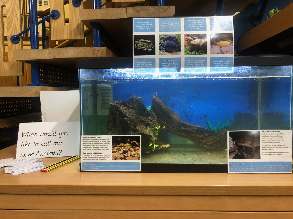 The children across our academy were very excited to receive two Axolotls from one of our generous parents earlier this week. Our pupils have shown great excitement when they have managed to spot them in the tank and they have also been busy suggesting fantastic ideas for names!