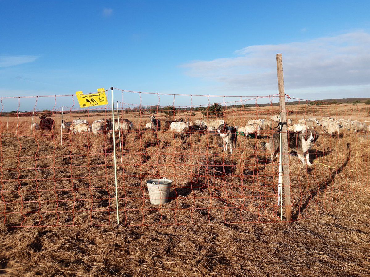 Al ruim 4 jaar werken we <a href="/staatsbosbeheer/">Staatsbosbeheer</a> #veluwe met wolfwerenderasters en sinds 2 jaar ook met kuddebeschermingshonden (KBH). We hebben de afgelopen jaren veel geleerd en leren nog steeds. Wolven en schapen leven naast elkaar op de heide zonder conflicten.
