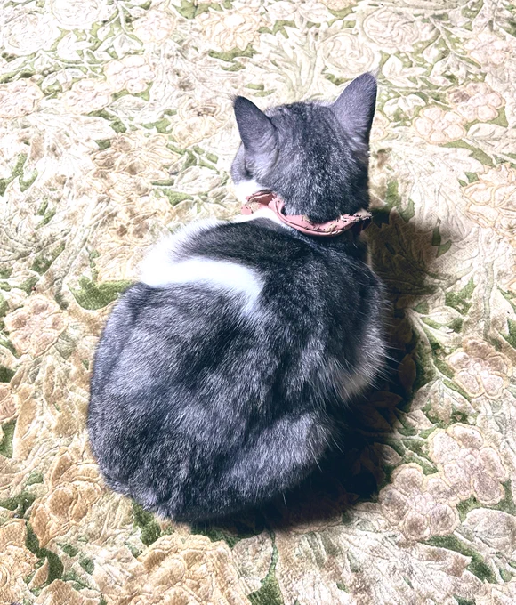 後頭部が可愛い 