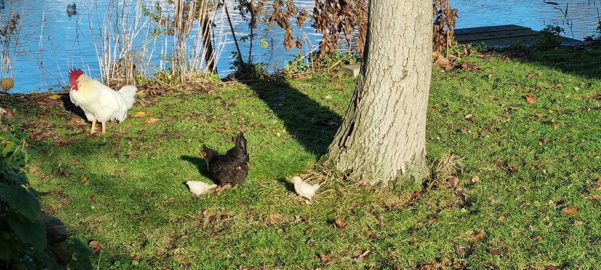 johan_klos's tweet photo. Goedemorgen zijn de #kippen ook de #weg kwijt nu al weer #jonkies te zien of is dit #gewoon @waarneming @volgdenatuur @natuurkalender @VroegeVogels ๐คท https://t.co/uW5WvHWyug
