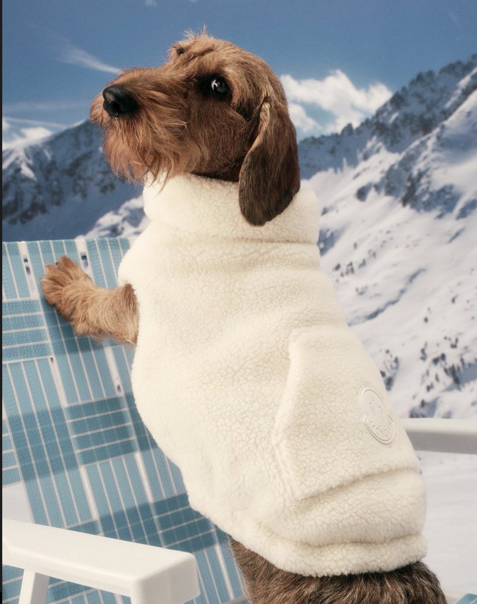 StreetFashion01's tweet photo. Moncler for Dogs (2022) https://t.co/XCgj6dMydK