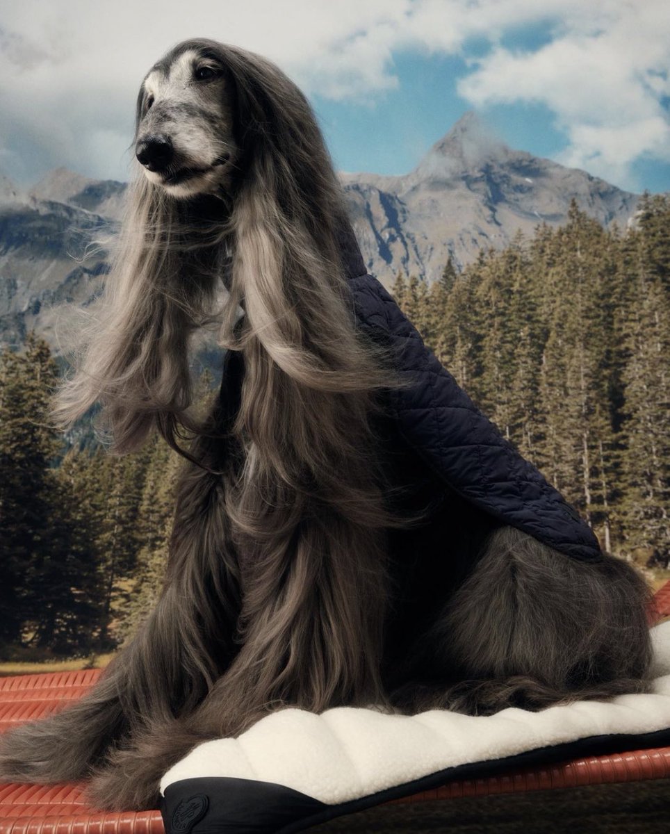 StreetFashion01's tweet photo. Moncler for Dogs (2022) https://t.co/XCgj6dMydK