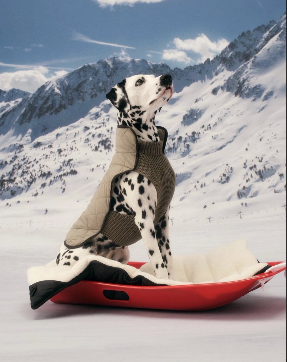StreetFashion01's tweet photo. Moncler for Dogs (2022) https://t.co/XCgj6dMydK