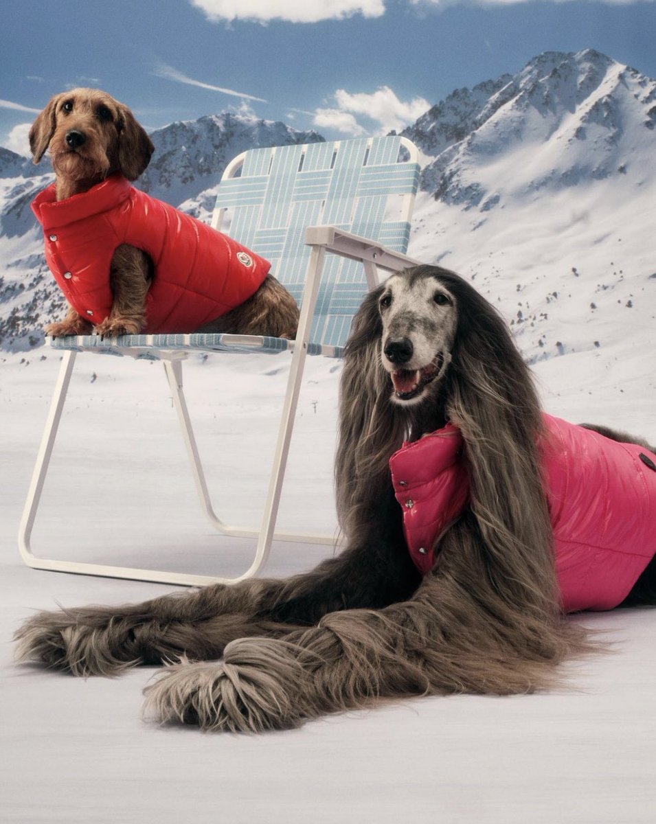 StreetFashion01's tweet photo. Moncler for Dogs (2022) https://t.co/XCgj6dMydK