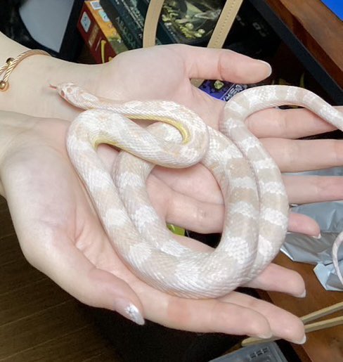 赤ちゃんの写真は載せられないけど
蛇ちゃんならいいかな

赤ちゃんはもちもちあったかくて
蛇ちゃんはひんやりすべすべで
かわいかった…🥰💕 