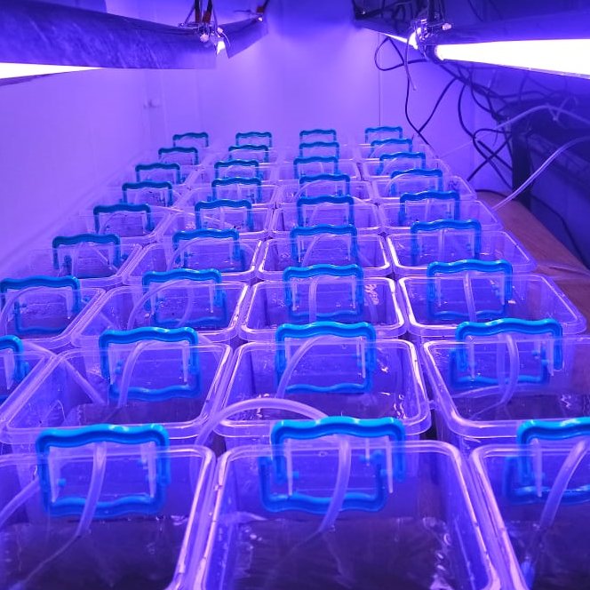 JEV_Rimmer's tweet photo. Pleased to share our #OpenAccess paper, published in the Marine Pollution Bulletin! We show that exposure of estuarine microphytobenthos (MPB) to select stressors at environmentally relevant intensities is more important than the sequence of exposure. 

https://t.co/KvtwVgS1N5 https://t.co/FidL0HDrMU