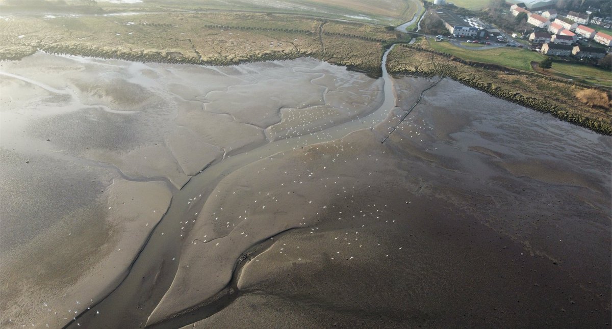 JEV_Rimmer's tweet photo. Pleased to share our #OpenAccess paper, published in the Marine Pollution Bulletin! We show that exposure of estuarine microphytobenthos (MPB) to select stressors at environmentally relevant intensities is more important than the sequence of exposure. 

https://t.co/KvtwVgS1N5 https://t.co/FidL0HDrMU