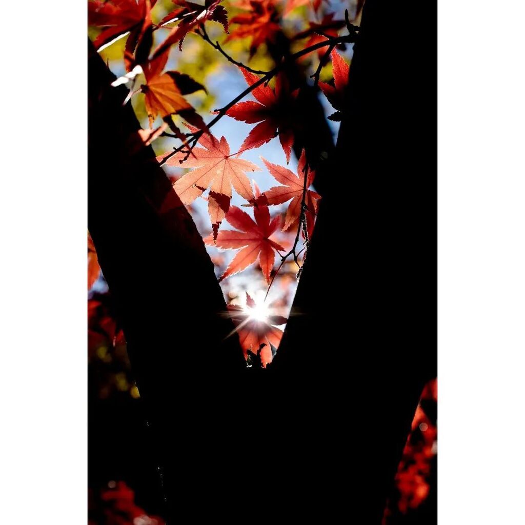 ArukasFoto's tweet photo. 加須市上樋遣川 御室社にて
#もみじ 
#紅葉
#TAMRON
#F013
#マイタムロンレンズ
#風景写真
#landscape
#landscapephotography
#scenery
#view
#beautifulview
#japancamera_photo https://t.co/P4LQhL0tW9 https://t.co/7MxMG26saK