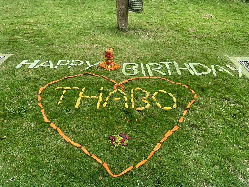 Mysore_Zoo's tweet photo. Today Mysuru Zoo celebrated Gorilla - Thabo’s Birthday. 
Thabo was born on 23.11.2007 in Allwetter zoo Munster, Germany and was recently brought to Mysore Zoo under Animal Exchange Program.@ZKarnataka  @CZA_Delhi @aranya_kfd @moefcc @waza https://t.co/9S2lfq1u0K