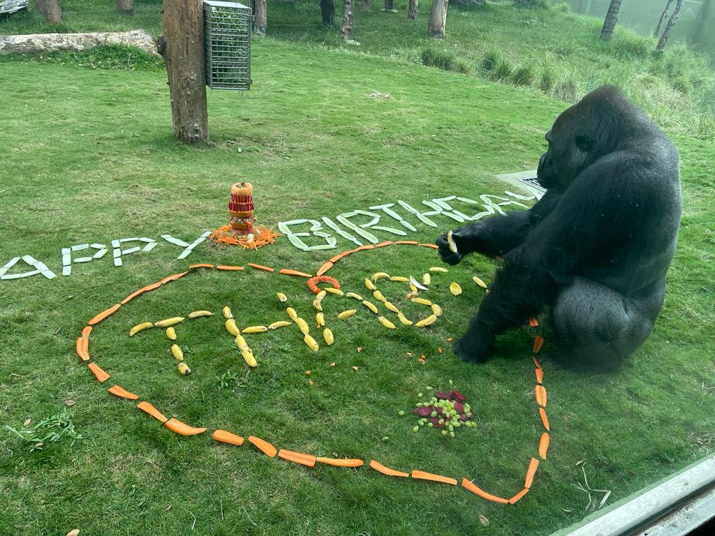 Mysore_Zoo's tweet photo. Today Mysuru Zoo celebrated Gorilla - Thabo’s Birthday. 
Thabo was born on 23.11.2007 in Allwetter zoo Munster, Germany and was recently brought to Mysore Zoo under Animal Exchange Program.@ZKarnataka  @CZA_Delhi @aranya_kfd @moefcc @waza https://t.co/9S2lfq1u0K