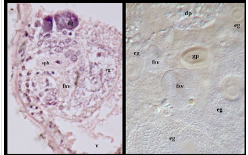 multicellgenome's tweet photo. And
@ulfjo
continues to find new #acoels and improve their phylogeny. 8 new species of Isodiametridae that challenge the diagnostic characters of the family. #evolution #acoela #animals #Diversity
https://t.co/0Qkii82HpN https://t.co/PaJhRJ4UZV