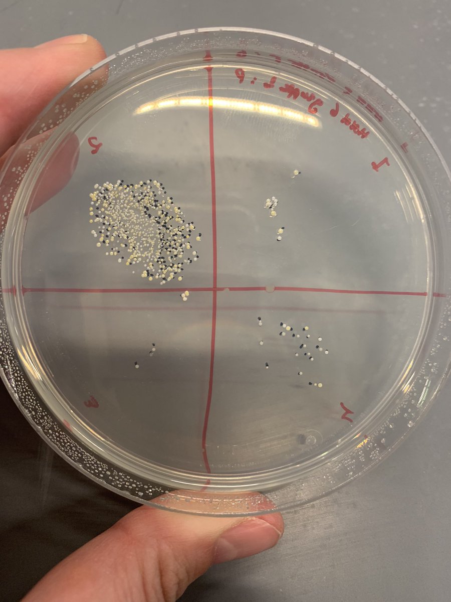 crisahierro's tweet photo. Bacteria in the thumb of a student of General microbiology lab course and I can only think of the finger scanners at immigration in US airports 😂. I wonder how often (or whether) they are cleaned 😂😂😂 #needstuff #microbiology #ucph #mme https://t.co/p8ewpfvI2f