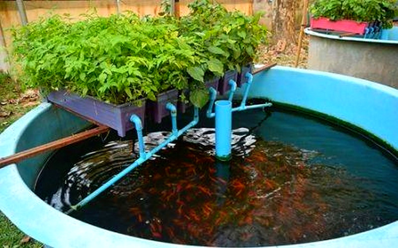 Dorcas Lukwesa est la fondatrice de la start-up “Mobile Aquaponics” en Zambie. L’entreprise est spécialisée dans l’aquaponie” : une technique qui combine à la fois la culture de légumes et l’élevage de poissons, avec un compartiment pour le poisson &amp; un espace pour la culture.👏