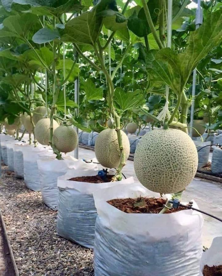 If you are interested in agriculture, like and retweet.