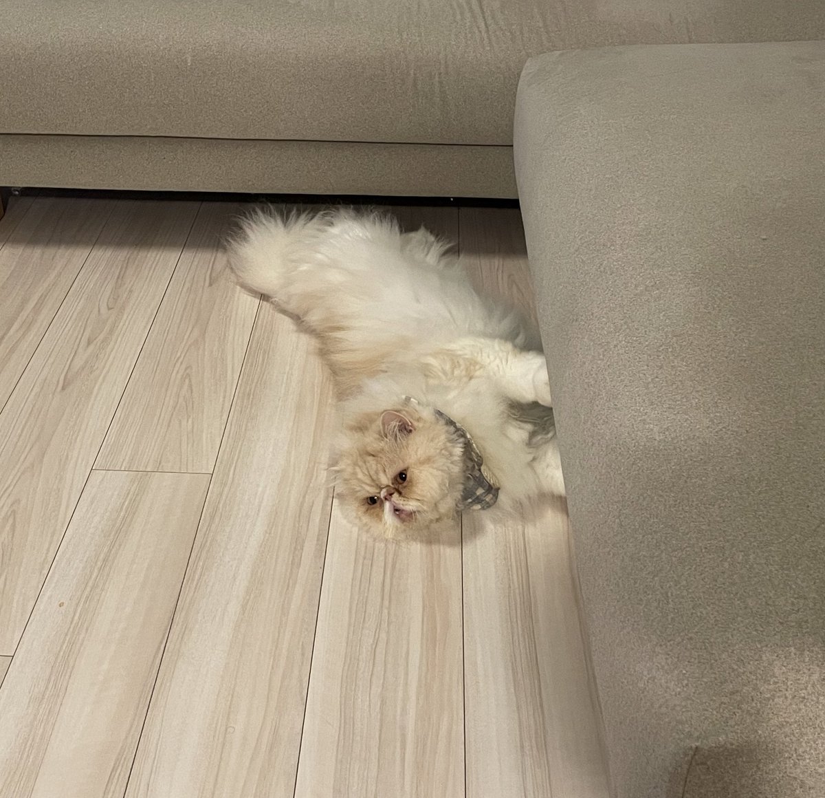 shigeyumomo's tweet photo. shishimaru「I'm a stretch cat!」 = 「ストレスッチ猫だよ!」
#stretch #stretchcat #cat #catstagram #catphoto #catpic #catlife #catlove #dailycat #instacat #meow #persian #persiancat #ストレッチ #ストレッチ猫 #猫 #ねこ #ネコ #犬猫生活わんにゃん部 #はなぺちゃ #ペルシャ猫 https://t.co/5BNfRWvnry
