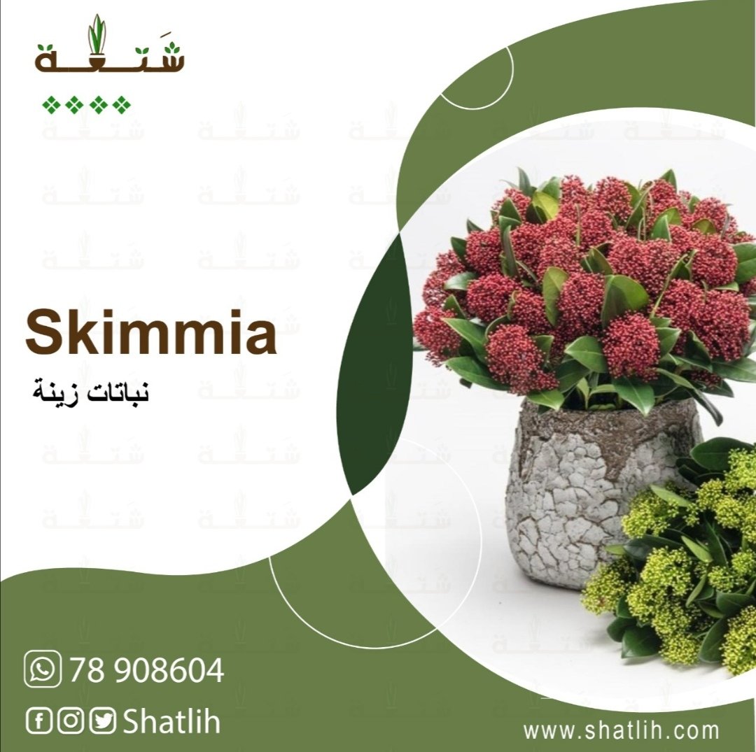 ShatlihLB's tweet photo. #skimmia #shatlih
https://t.co/fnoKJPXBv8 https://t.co/0utxpYD3bo