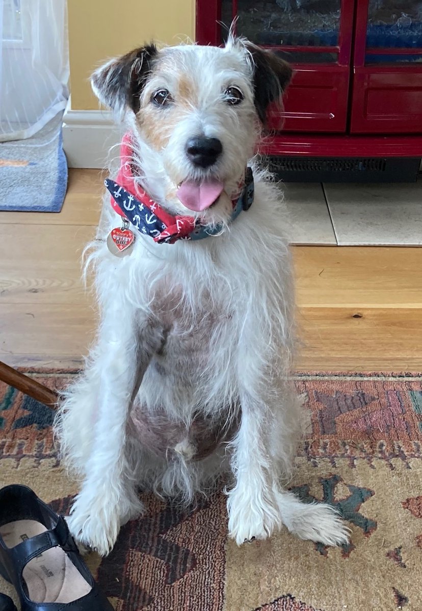 It may be a year since Heaven gained a little superhero but my heart still smiles at every pic of Charlie - my gorgeous little friend and eternal Scrambles King. ❤️🐶🌈