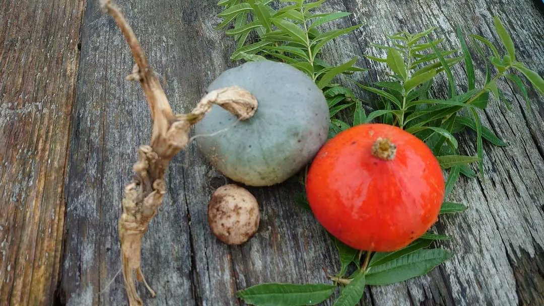 d_akkers's tweet photo. The last working day on the #rooftopfarm. The last harvest was gathered: #pumkins🎃 #jerusalemartichokes, #wormtea, #edibleflowers, #figs and the last #rooftoptomatoes ... We are entering the winter season! It was a nice rooftopyear. #photographer 📷: @LydiaVanDeursen https://t.co/9JdT70807Y