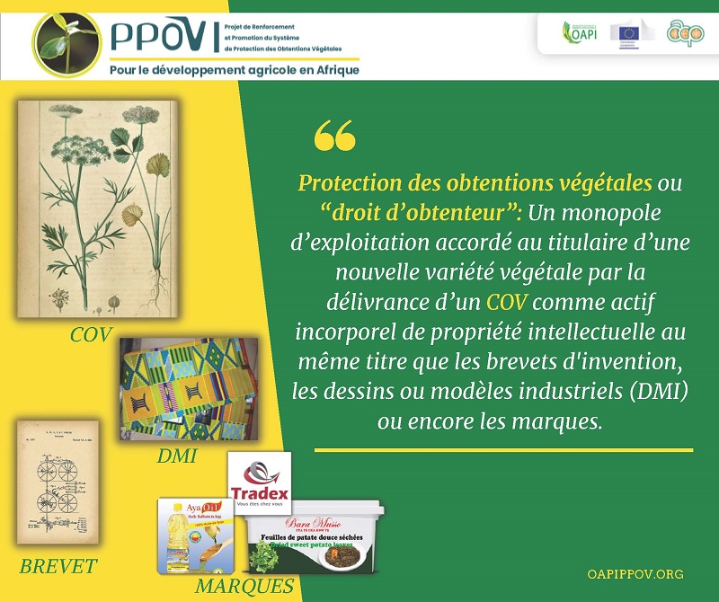 OAPI_TWIT's tweet photo. Le projet #PPOV, l’agriculture, la sécurité alimentaire, les variétés végétales… et si on résumait ?
#OV #DHS #POV #COV https://t.co/MCuZMAPCuN