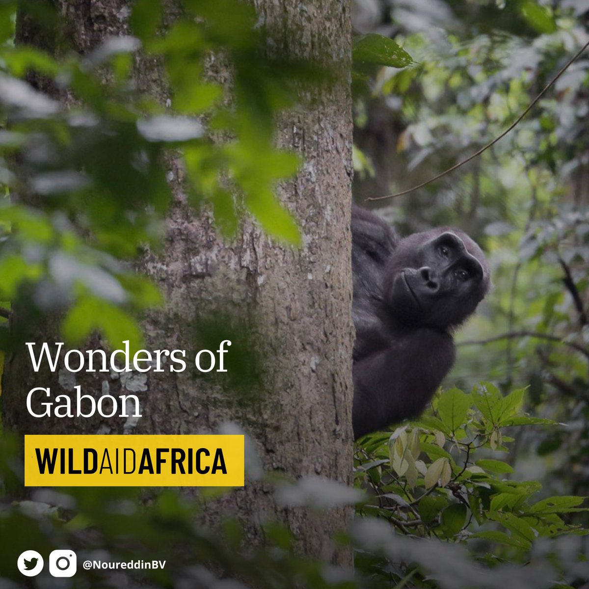 The #WondersOfGabon campaign has officially been launched by NGO Wild Aid Africa! It showcases the natural beauty of #Gabon’s amazing landscapes and wildlife. Follow <a href="/WildAidAfrica/">WildAid Africa</a> to see incredible new videos of our natural heritage published every week! <a href="/Parcs_Gabon/">Agence Nationale des Parcs Nationaux</a> 🇬🇦