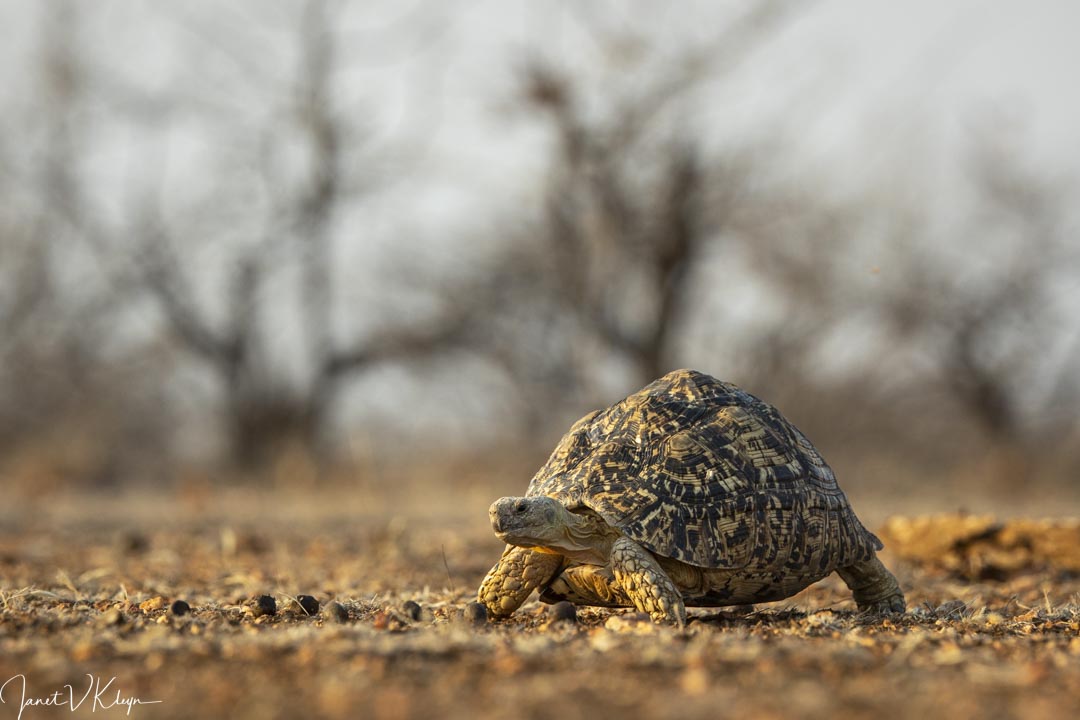 Did you know that the leopard tortoise is one of the 'little five'? Can you list the other 4?

Image by @JKleyn 

#mashatu #mashatugamereserve #botswana #adventure #africa #thelandofthegiants #PushaBW #ilovebotswana #leopardtortoise #littlefive #SmallFive #PhotoMashatu