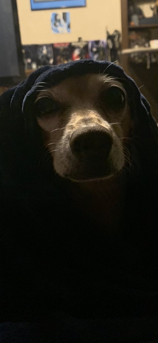 DanEsper's tweet photo. I’ll never forget when my dog joined The Dark Side of the Force… https://t.co/7XLQCTwdLy