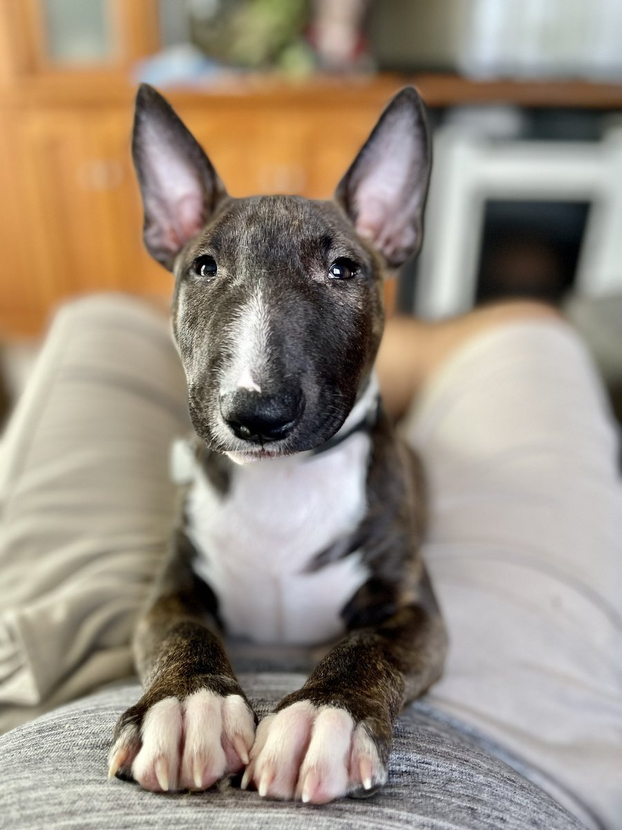 Thunderminibull's tweet photo. Today he turns 3 months old and we are on our way to the vet for his last puppy vaccination and to start the adventure of meeting the world!!!!! 😎🦘 https://t.co/iRBl7oFCA6