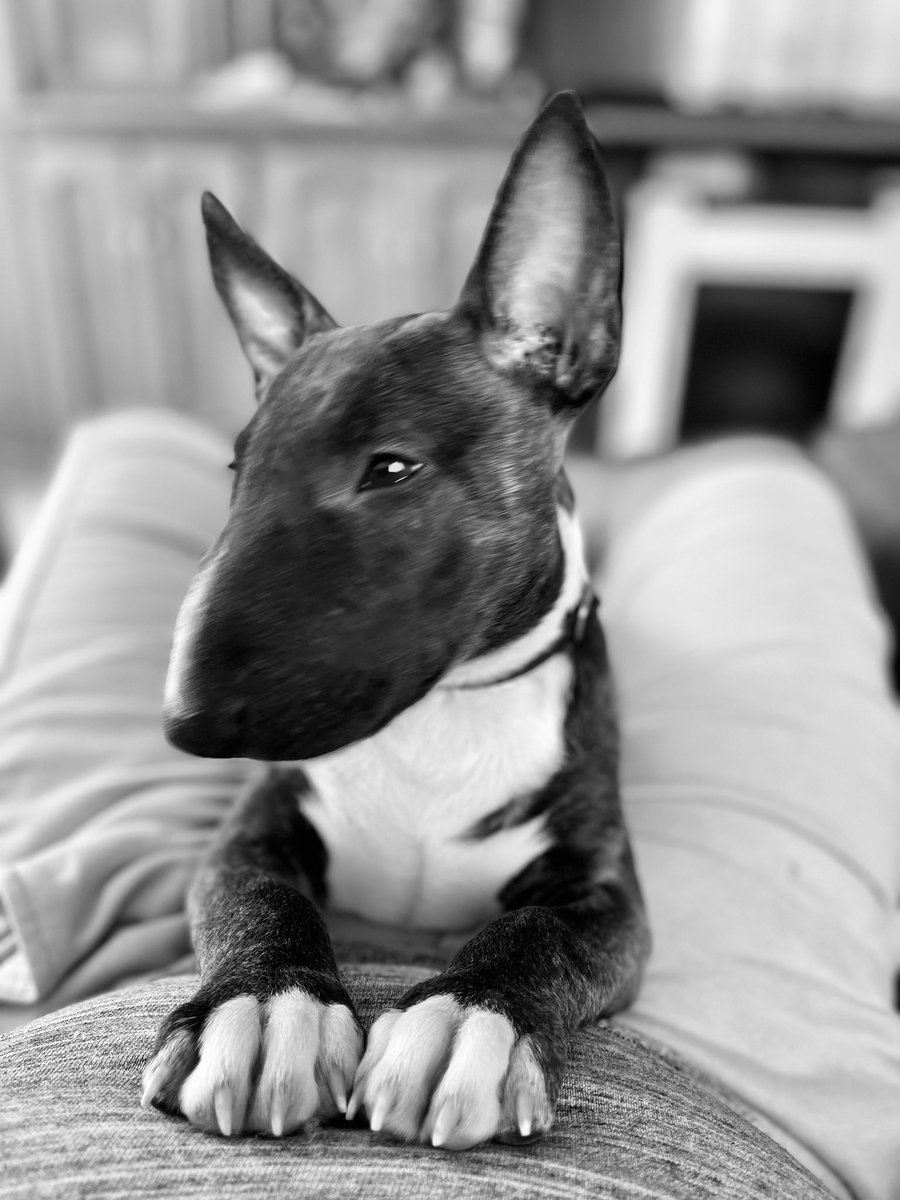 Thunderminibull's tweet photo. Today he turns 3 months old and we are on our way to the vet for his last puppy vaccination and to start the adventure of meeting the world!!!!! 😎🦘 https://t.co/iRBl7oFCA6