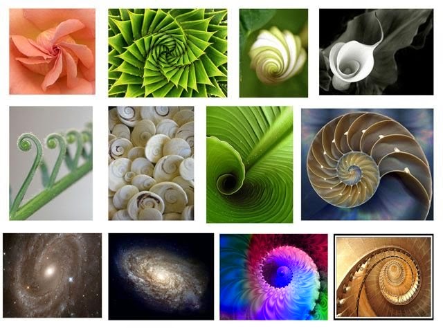 Espideli's tweet photo. Existe una secuencia numérica que sostiene el mundo que conocemos y no, no es el número pi, tampoco es la ley de la gravedad, se trata del código secreto de la naturaleza. Un código en el a veces tomamos como referente los diseñadores. #espideli #designer #productdesign https://t.co/lrc7vX4cIN