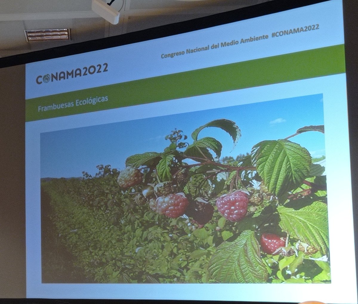 forestalesponfe's tweet image. Sabías que puedes comer frambuesas ecológicas cultivadas en Tabuyo del Monte #leonesp? Alejandro García de la coop Pinaster nos lo ha contado en #conama

Además #pinaster diversifica con la resina y la micología

Un ejemplo de qué después de los #iiff puede haber vida #iftabuyo