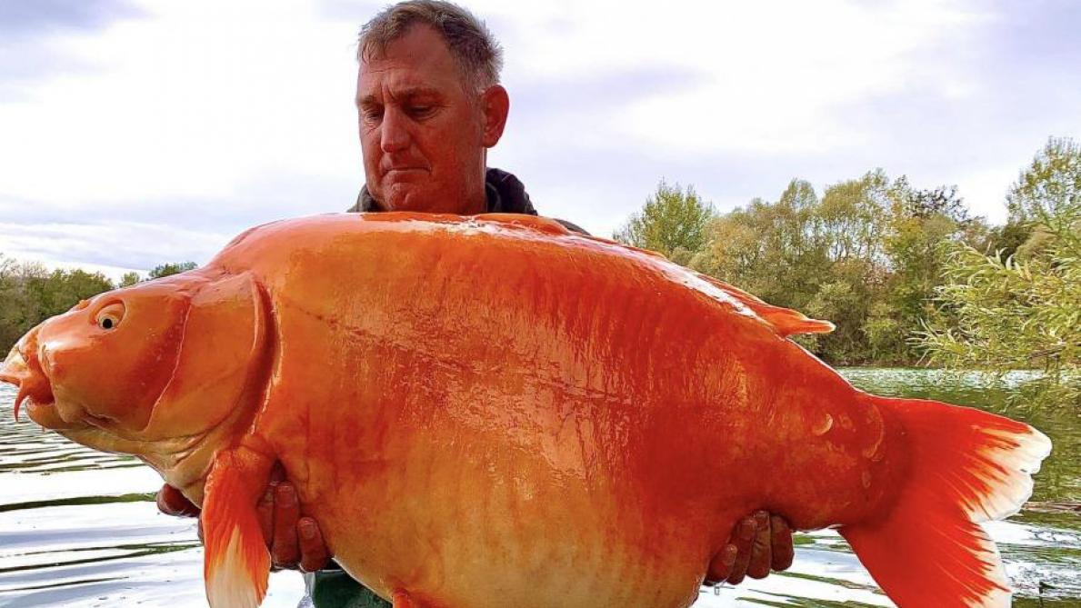Un poisson rouge de 30 kilos pêché dans un étang aubois #insolite #aube lunion.fr/id429849/artic…