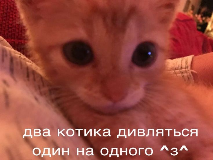 ada_devil_'s tweet photo. #пошукмью 
Мур~
Привіт, сонце 🌸
Шукаю мью
•я з #УкрТві та #взаємна 
•пишу про своє життя 
•обожнюю творчість Жадана та Стуса
•шукаю прекрасне у всьому окрім русні)
•намагаюся зробити свій профіль комфортним 
•завжди рада підтримати 
•обожнюю тварин
Буду вдячна за рт 🥺❤️ https://t.co/QcxJoZ6Zsj