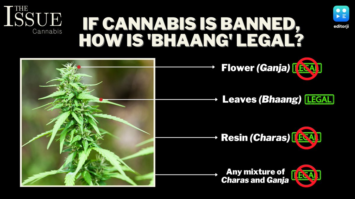 Coming Soon | Our cannabis laws are unique since specific parts of the plant are banned from consumption. 

<a href="/NishthaShanti/">Nishtha Shanti</a> finds out how the NDPS Act defines cannabis &amp; why 'Bhaang' is still legal in our country on 'The Issue'.

Streaming on editorji.com, 26 November!