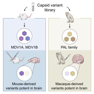MedCellPress's tweet photo. ONLINE NOW! Stanton et al. @sabeti_lab introduce a class of primate-derived engineered AAV capsids with therapeutic potential because of their increased brain transduction and reduced tropism for the liver and other peripheral organs in macaques:
https://t.co/HCyYrEYHfl https://t.co/aTj0cnVaWH